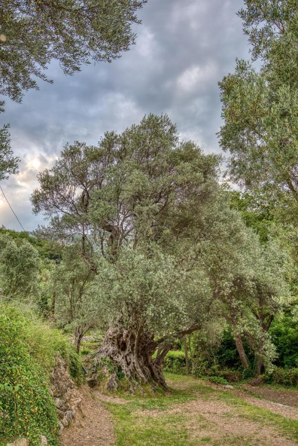 Vila Stari Mlin Ivanovici Εξωτερικό φωτογραφία