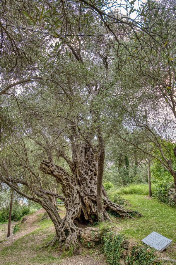 Vila Stari Mlin Ivanovici Εξωτερικό φωτογραφία
